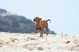PINSCHER NAIN 040